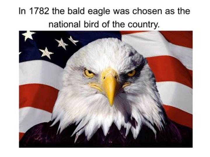 in 1782 the bald eagle was chosen