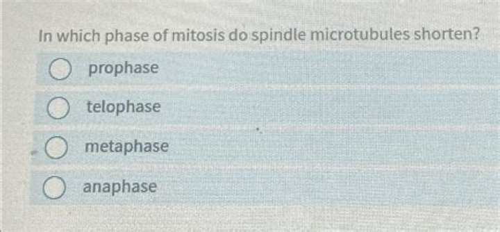 in which phase of mitosis do spindle microtubules shorten?