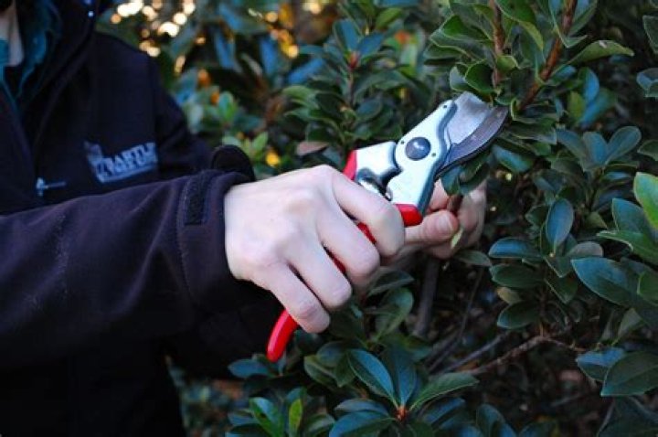 indian hawthorn pruning