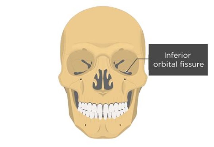 inferior orbital fissure