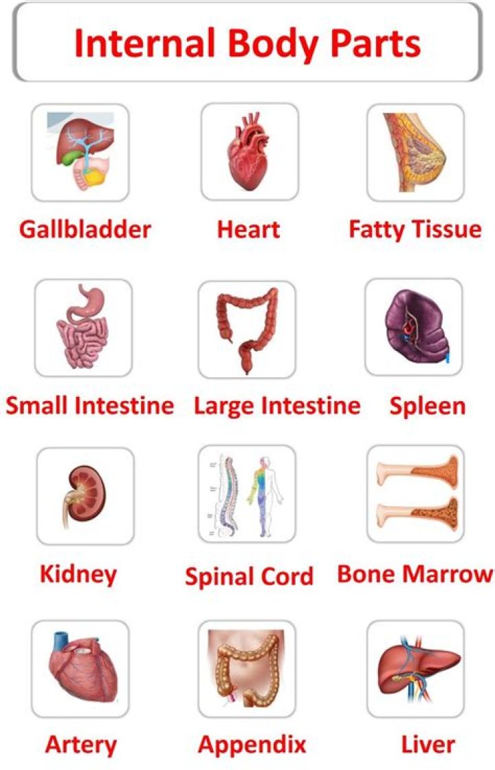 internal body parts name