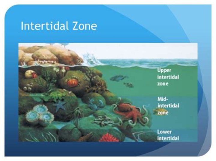 intertidal zone plants