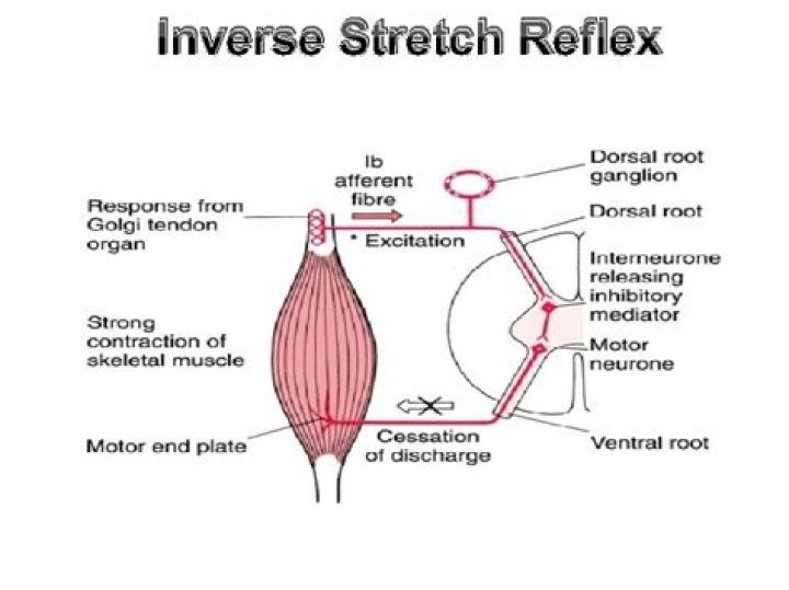 inverse stretch reflex