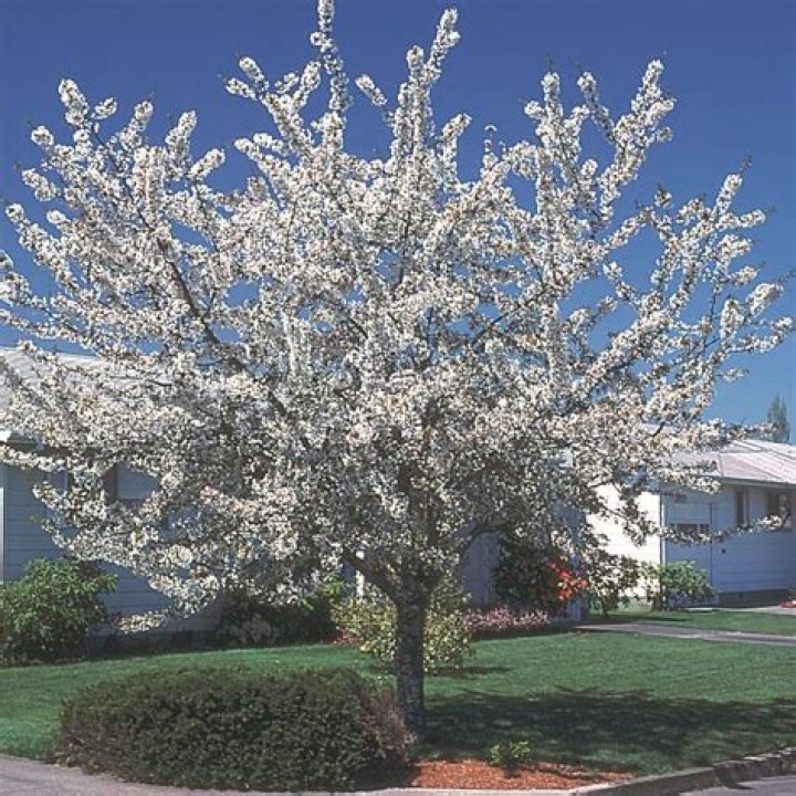 Is a Bing cherry trees self pollinating?