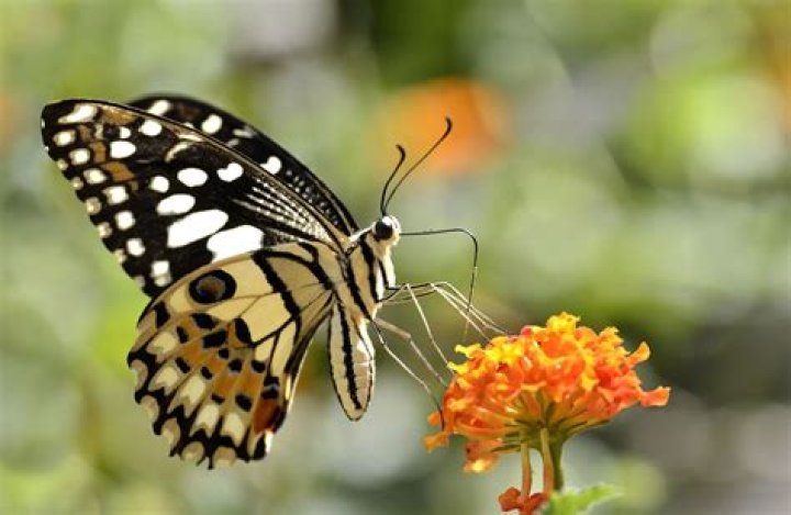is a butterfly a bug