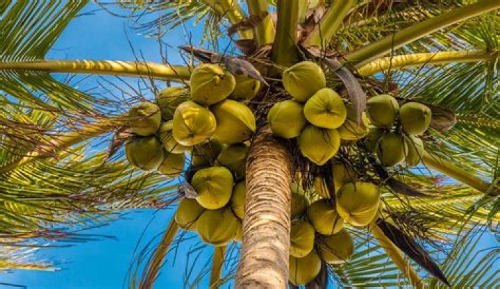 is a coconut a berry