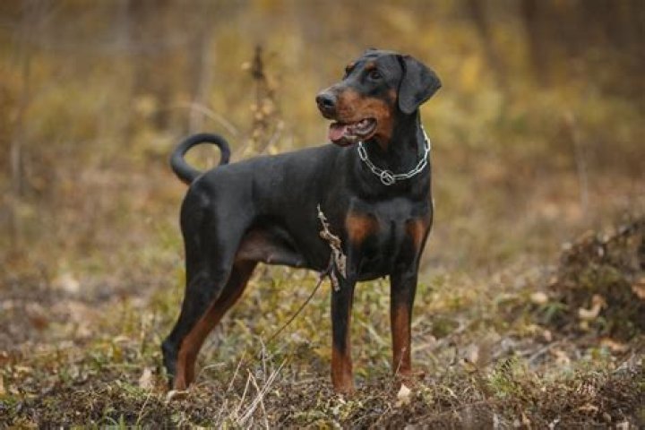 Is a Doberman pinscher a good family dog?
