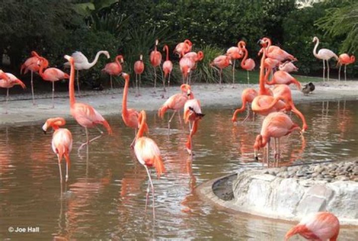 Is a group of flamingos called a flamboyance
