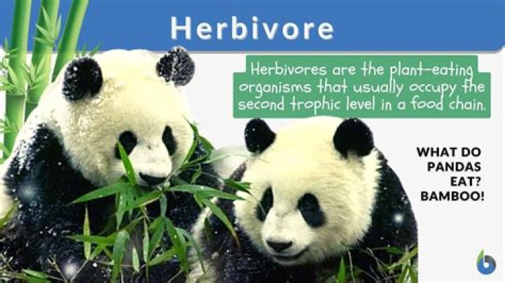 Is a herbivore a predator