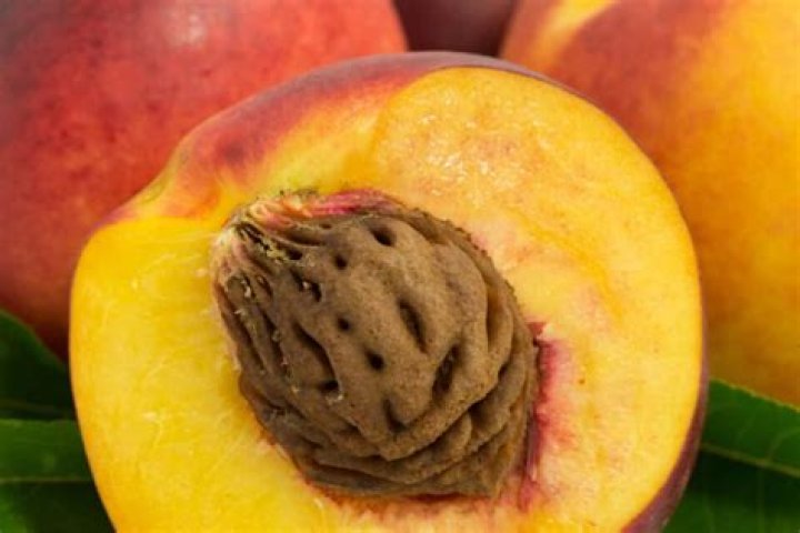 Is a peach pit an almond?