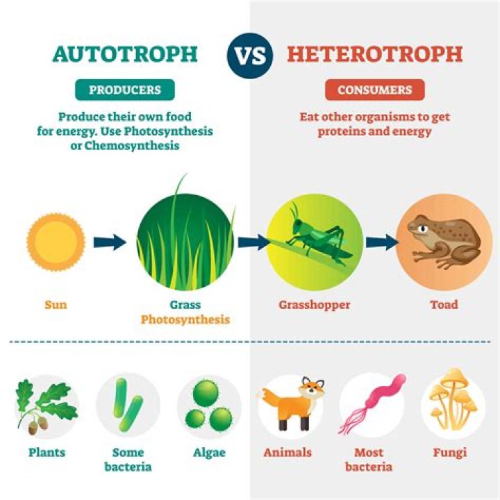 Is a Protista heterotrophic?