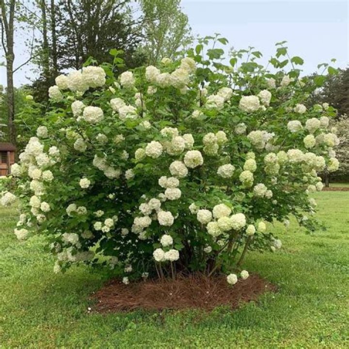 is a snowball bush a hydrangea