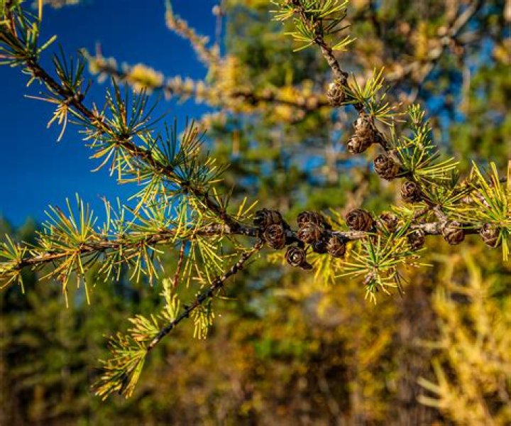 Is a Tamarack a coniferous tree?