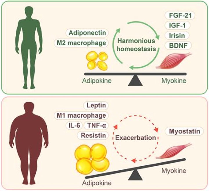 Is adiponectin an Adipokine