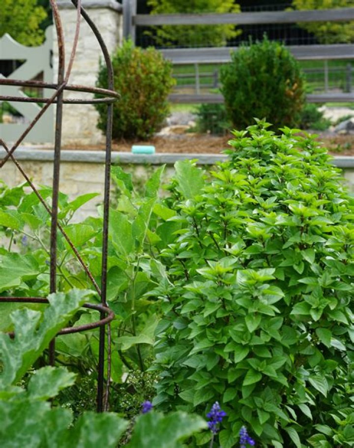 is basil an annual or perennial