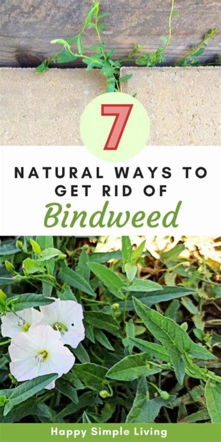 Is bindweed a problem
