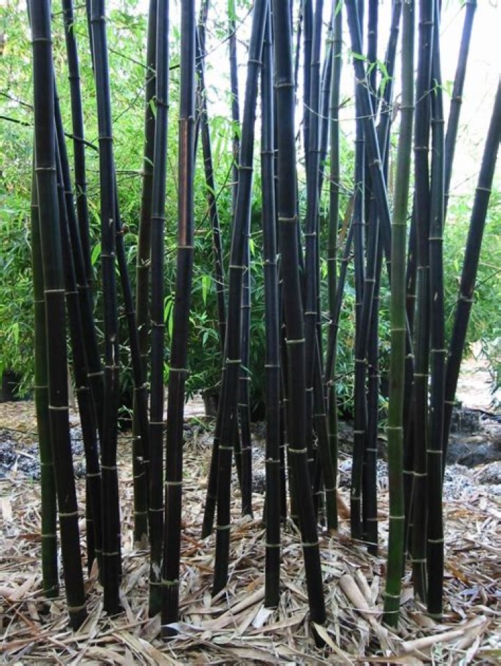 Is Black Bamboo rare