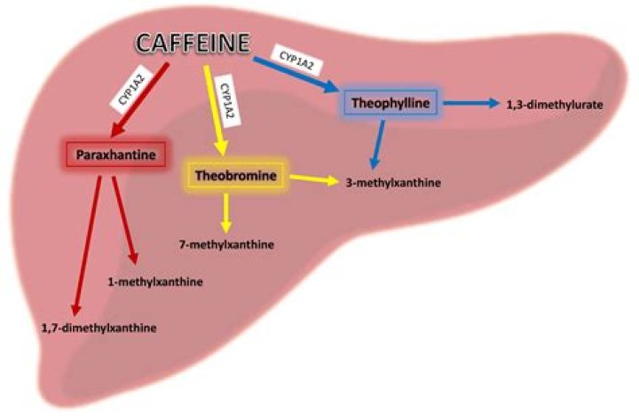 is caffeine a vasodilator