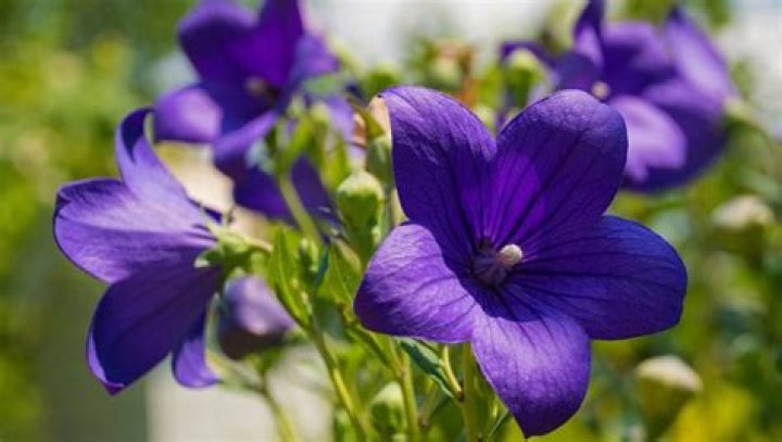 is campanula poisonous to dogs