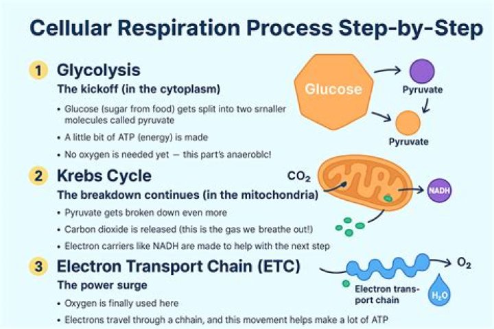 Is cellular respiration a physical change