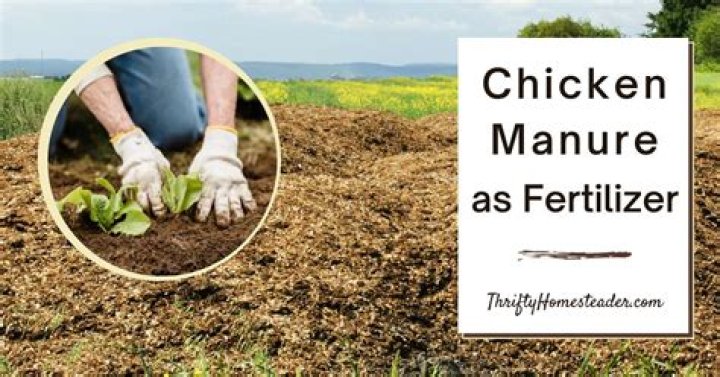 Is chicken manure good for growing tomatoes