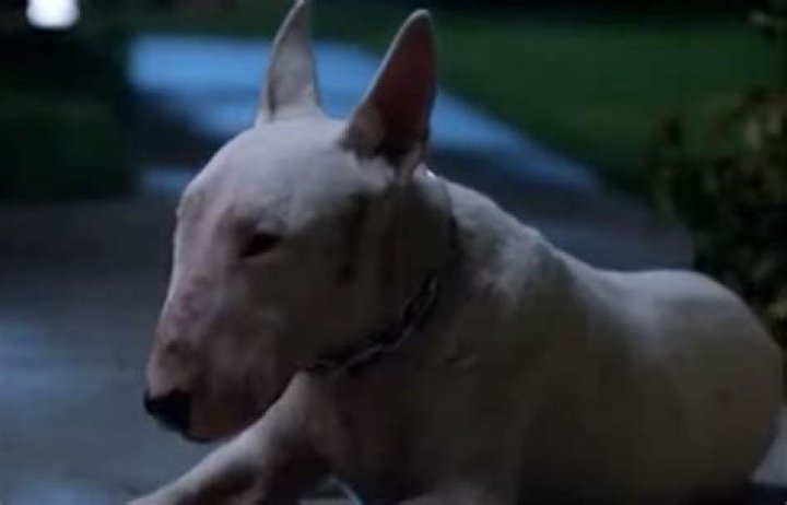 Is Chico the dog from Friday still alive?