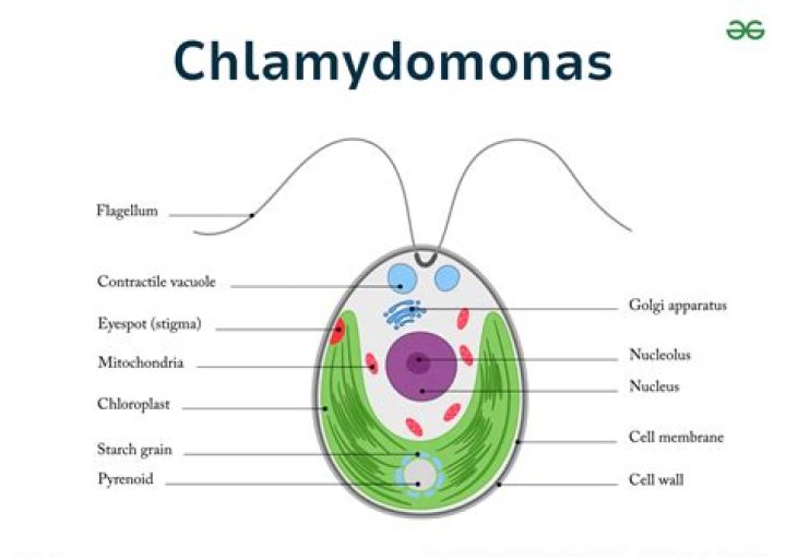 Is Chlamydomonas motile? | ContextResponse.com