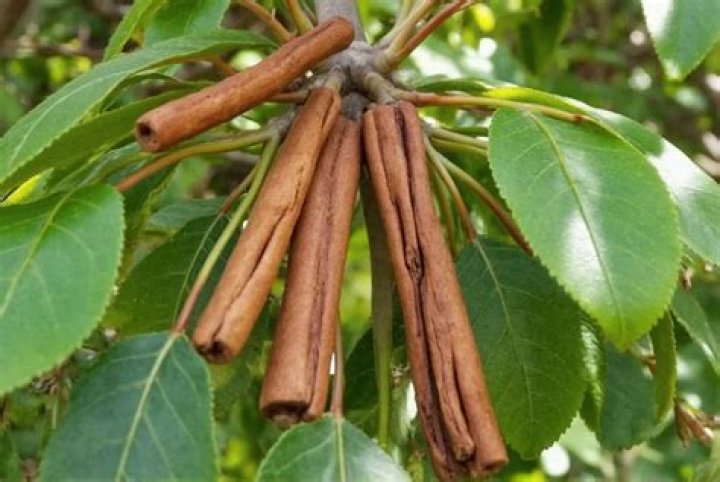 Is cinnamon from a plant