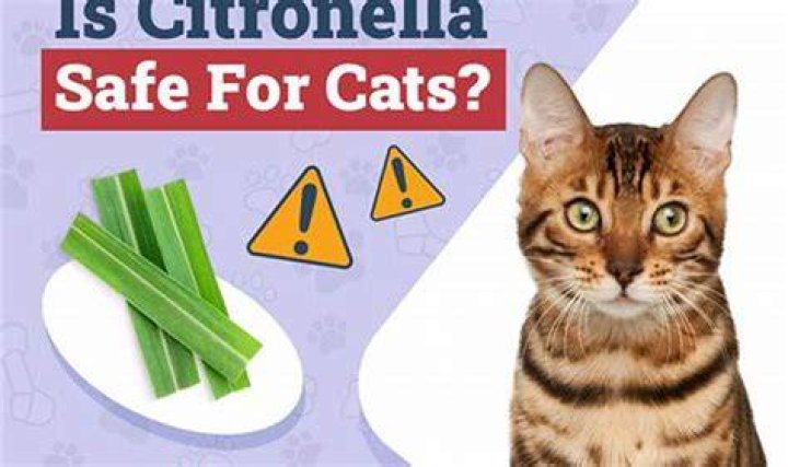 is citronella toxic to cats
