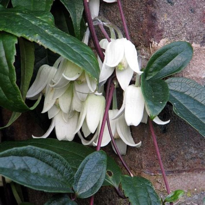 Is Clematis winter beauty scented