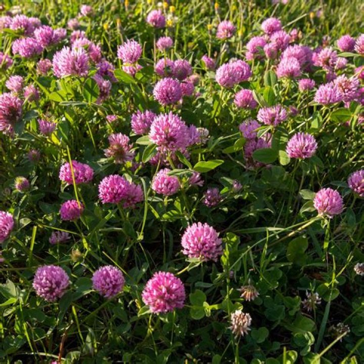Is Clover annual or perennial