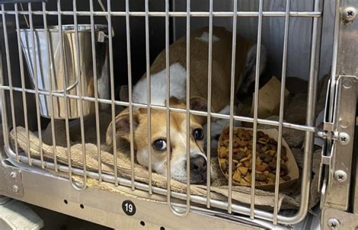 Is Cobb County Animal Control a kill shelter