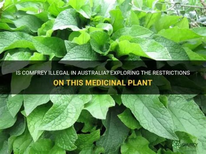 Is Comfrey illegal in Australia?