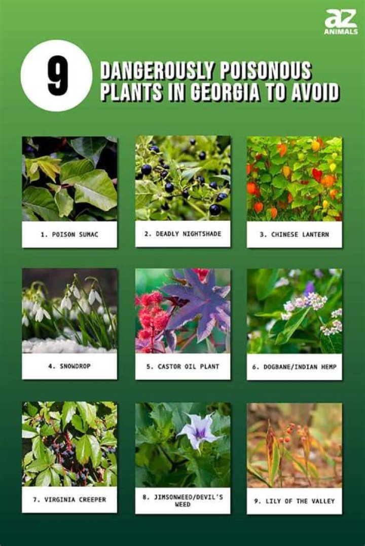 Is Devils Ivy poisonous to humans