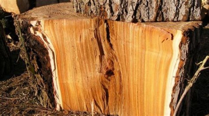 is elm good firewood