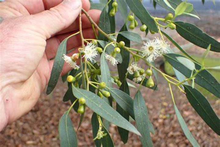 is eucalyptus poisonous