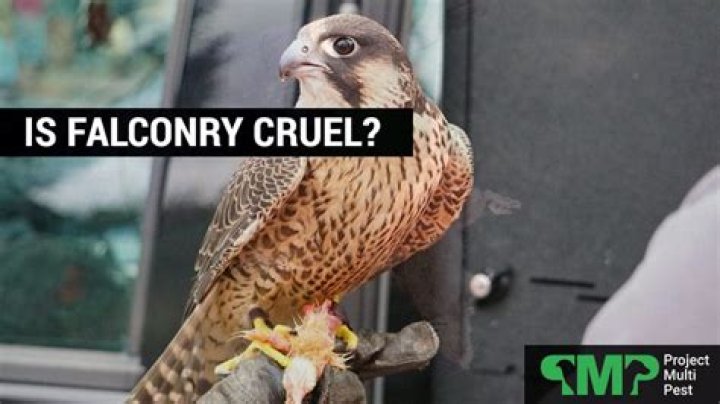 is falconry cruel