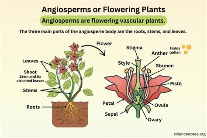 Is Ficus an angiosperm
