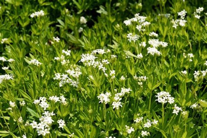 Is Galium odoratum invasive