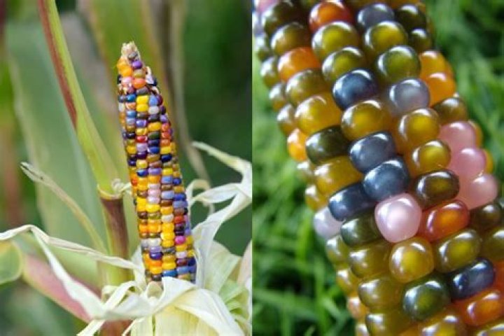 Is glass gem corn popcorn