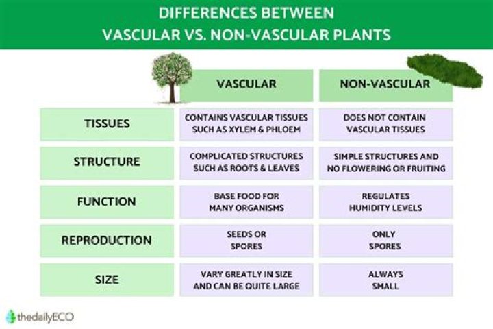 is grass vascular or nonvascular