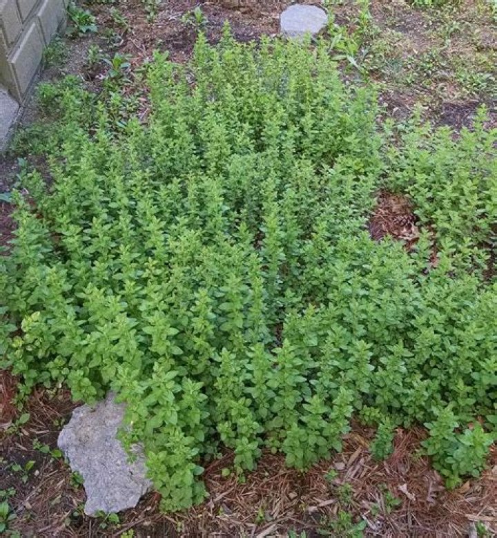 Is Greek oregano an annual or perennial
