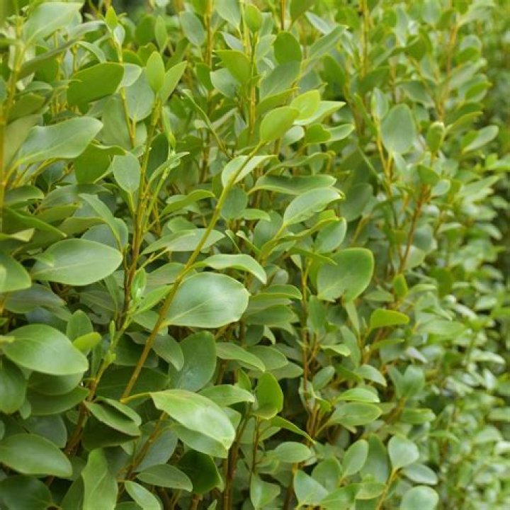 Is Griselinia poisonous