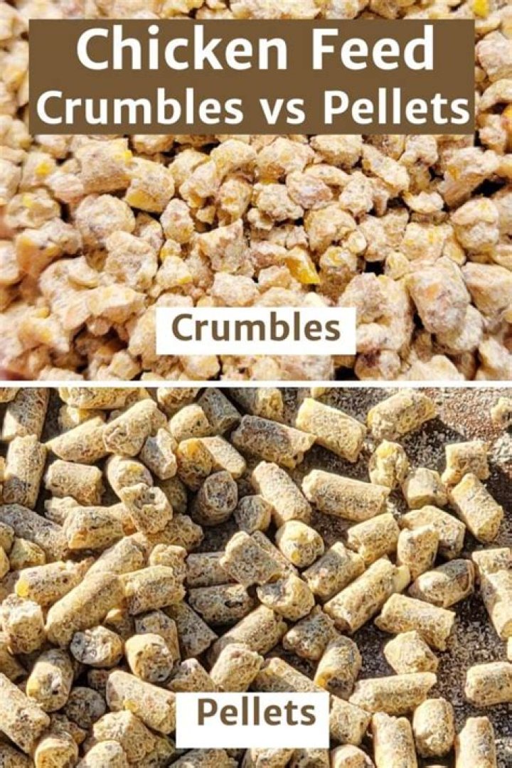 Is it better to feed chickens pellets or crumbles