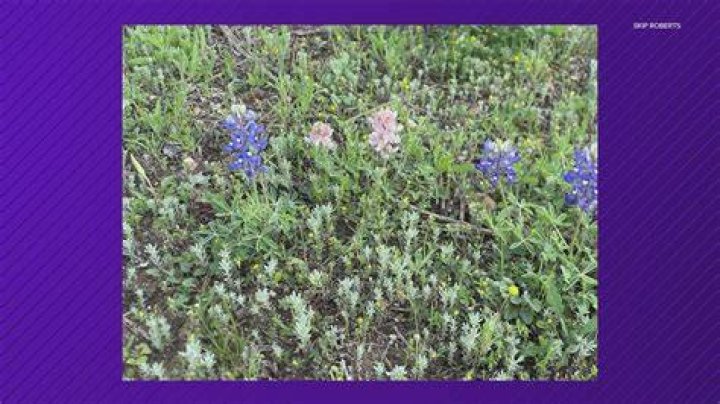 is it illegal to pick wild flowers on the side of the road