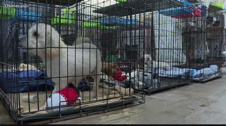 Is it illegal to sell puppies in LA?