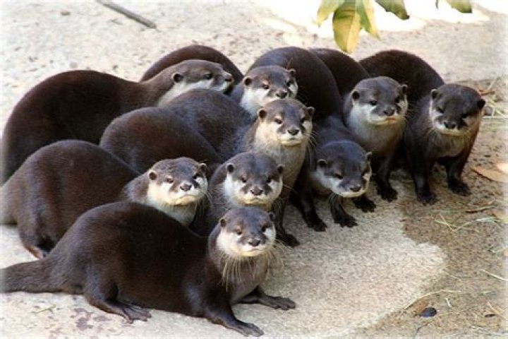 is it legal to own an otter