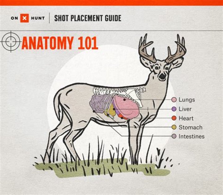Is it OK to not hang a deer?