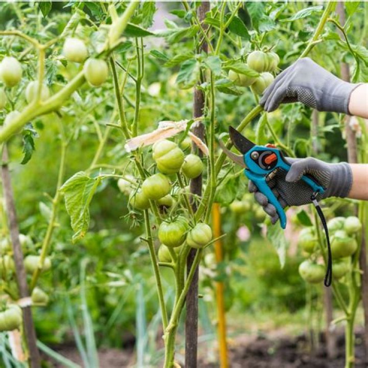 Is it OK to trim tomato plants