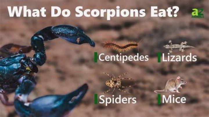 Is it safe to eat a scorpion?